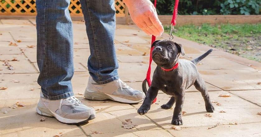 Raising Pitbull Puppies And Starting Basic Training Tips