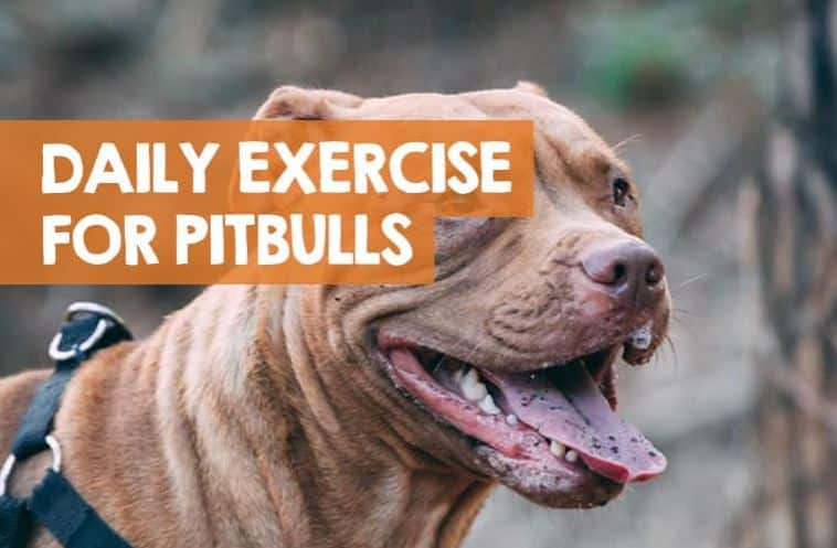 exercise does a pitbull need