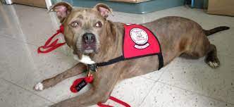 Therapy Dogs Can Be Pit Bulls