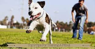 Train Your Pit Bull With Positive Methods