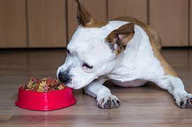 Pitbull Foods Your Dog Will Enjoy