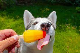 To Prevent Heat Exhaustion In Your Dog