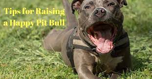 A Healthy And Happy Pit Bull