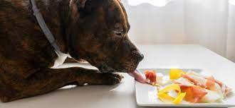 Pit Bull an All-Natural Diet