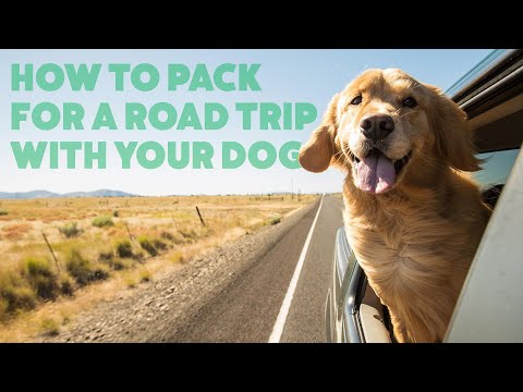 Dog Safe While Car Trips