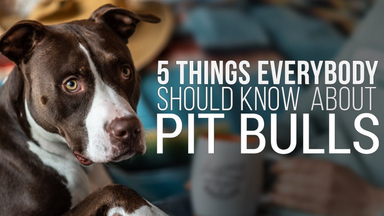 Should Know About Pit Bulls