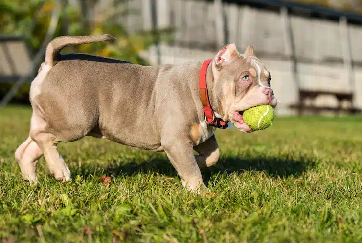 Buying A Pit Bull Puppy