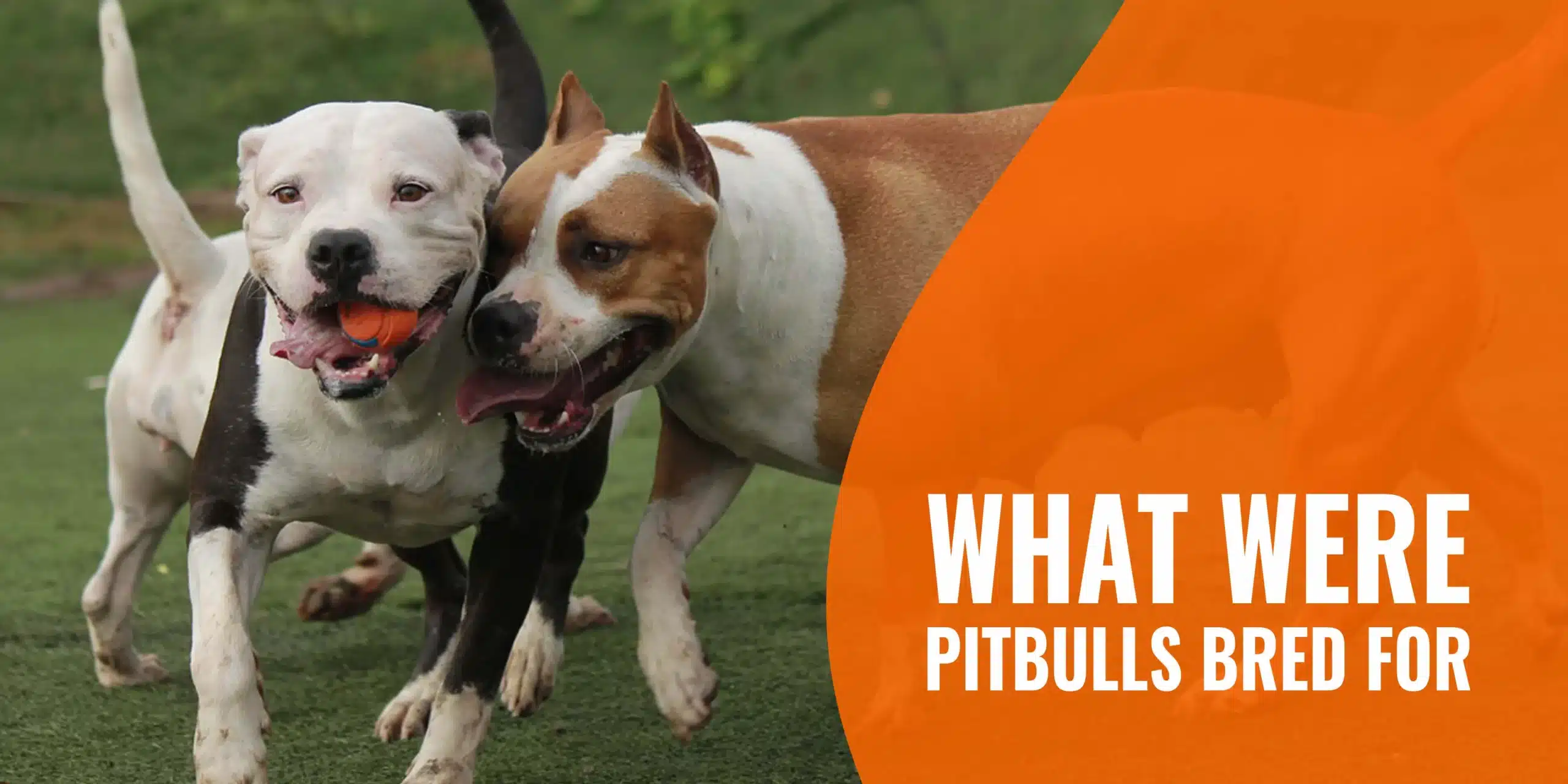 Pit Bull Is A Purpose-Bred Dog