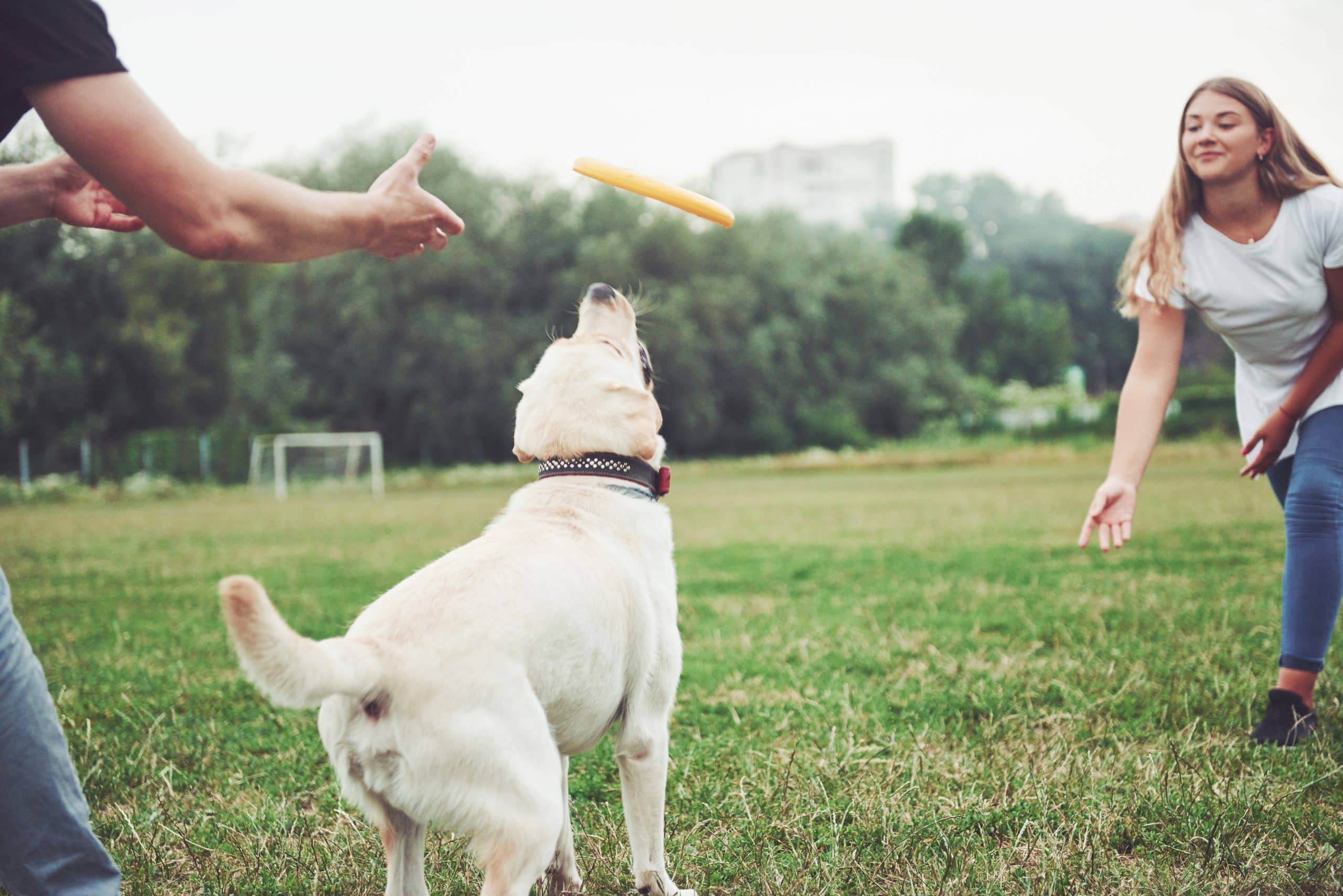 Why Do Dogs Like Tug of War So Much?