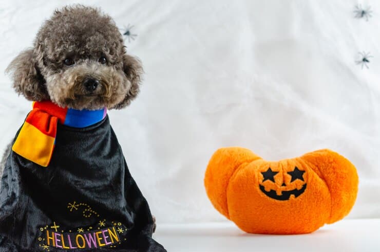 Spooky Halloween Dog Toys