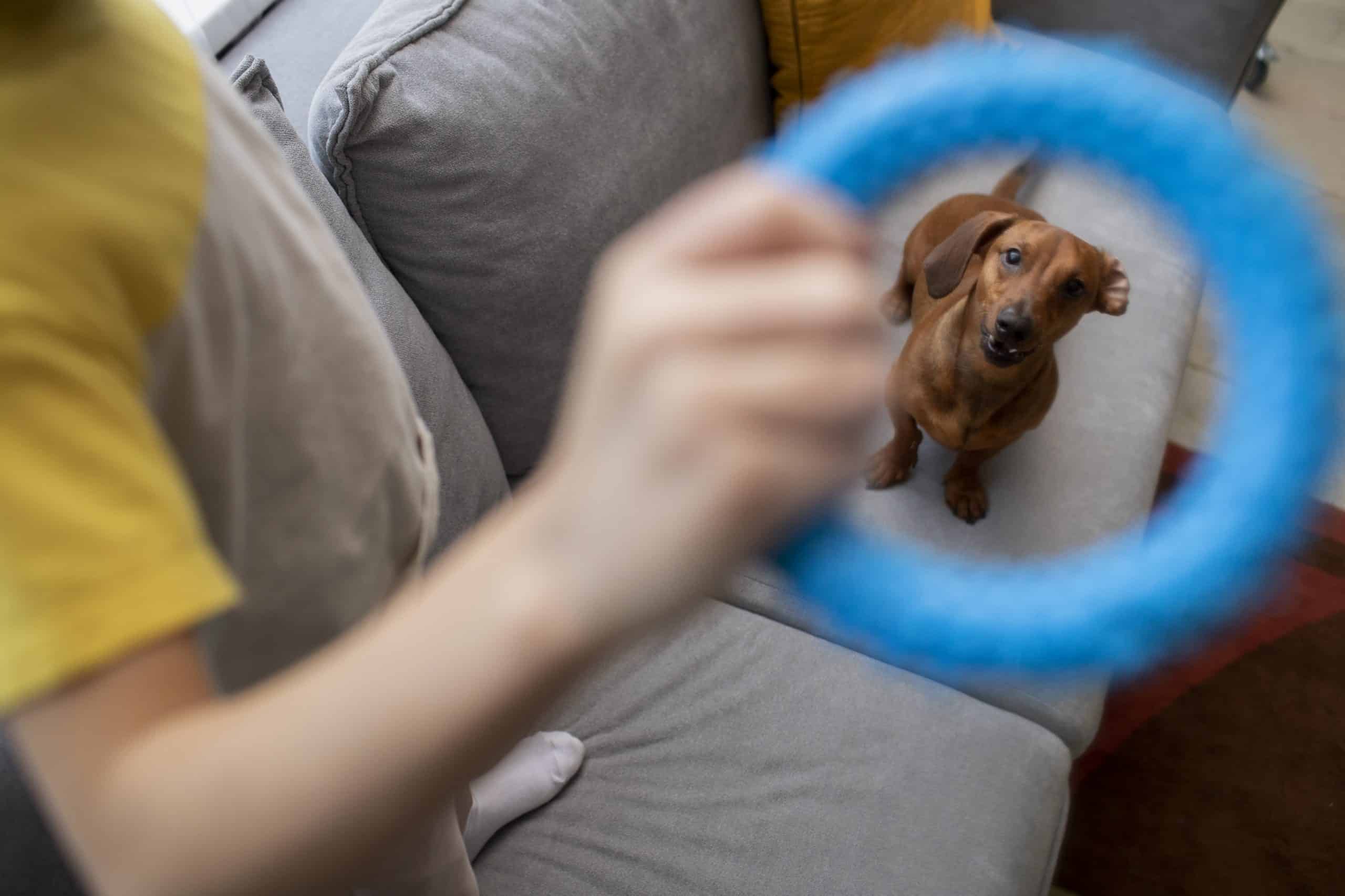 The Best Dog Toys For Chihuahuas