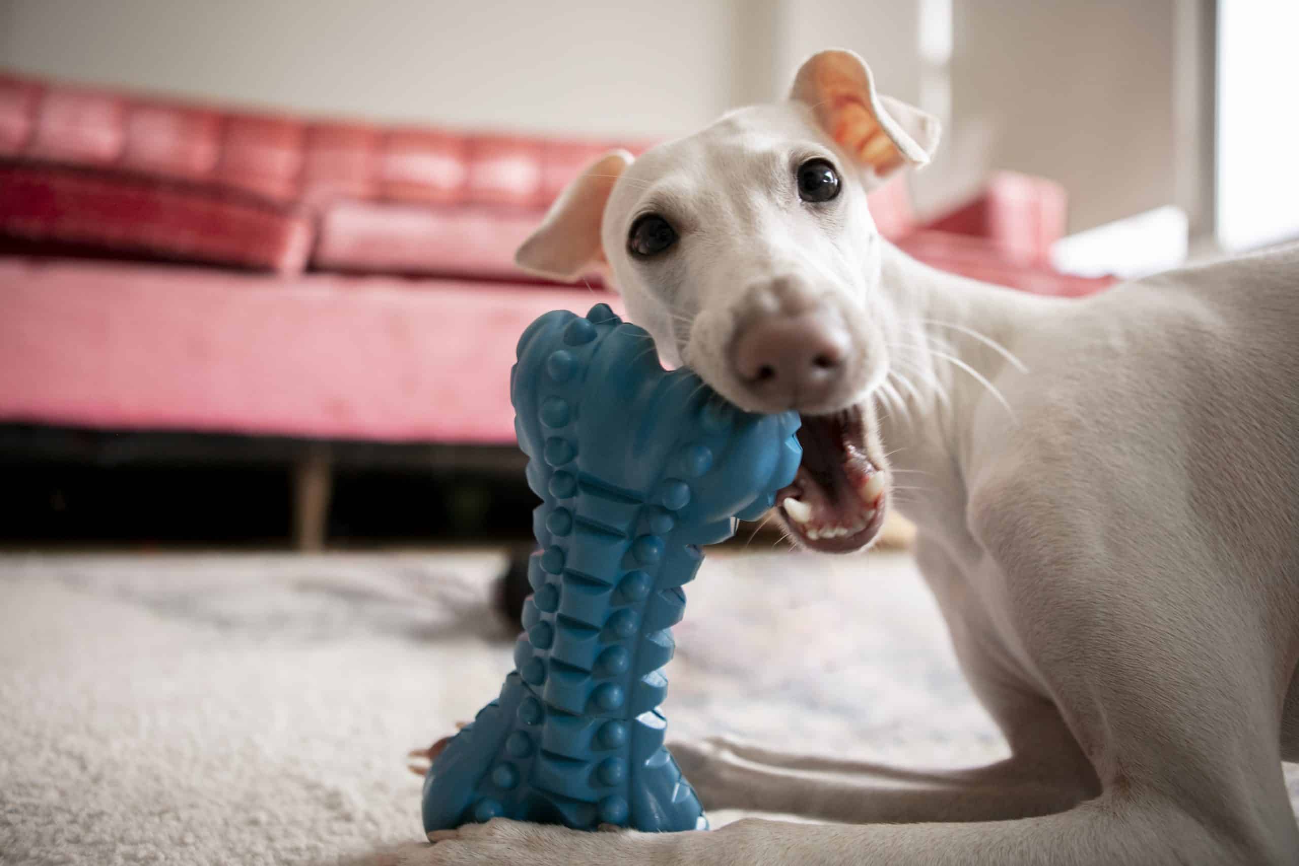 18 Best Indestructible Dog Toys: Top Picks For Aggressive Chewers