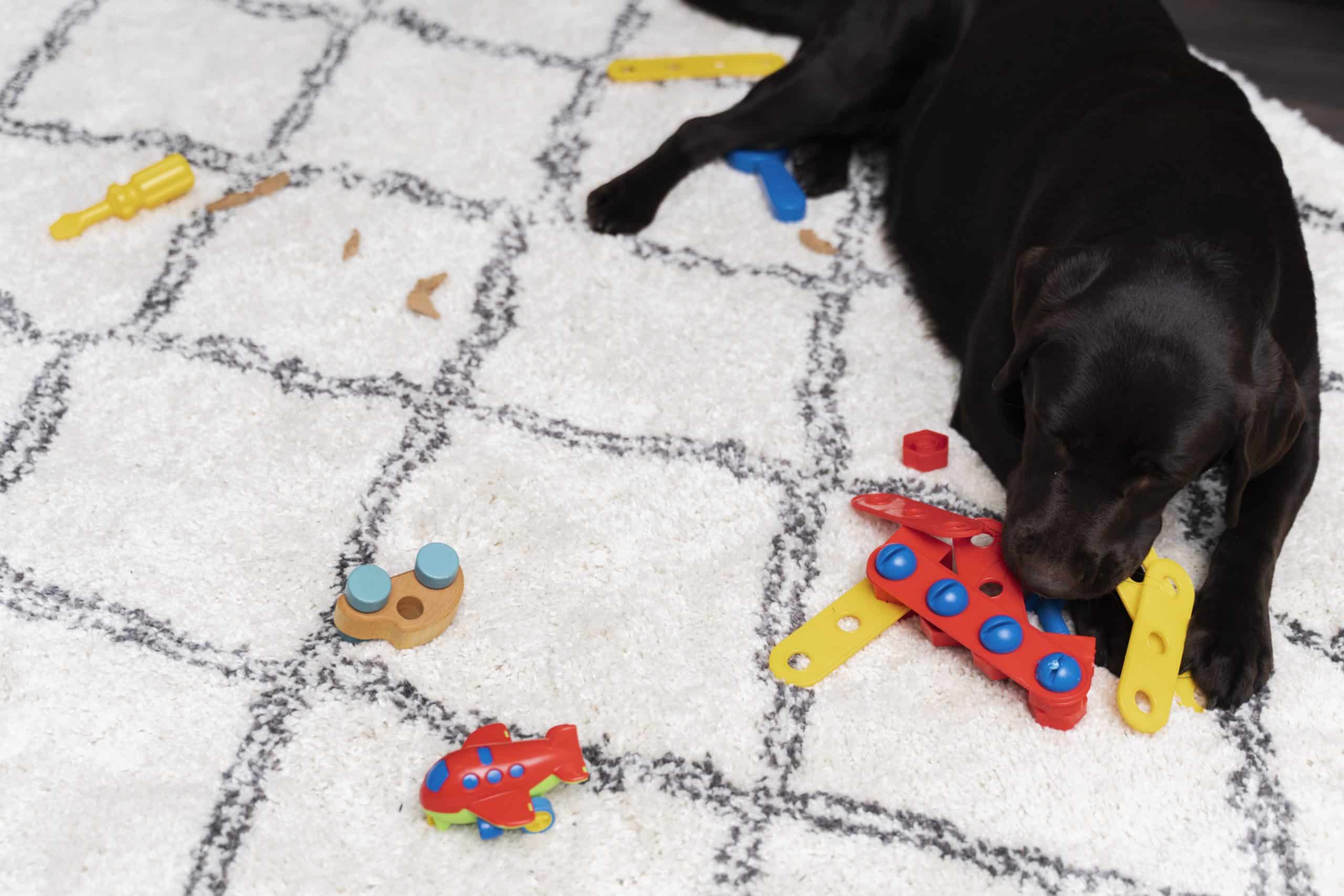 9 Best Puzzle Toys For Dogs: Keep Spot Engaged!