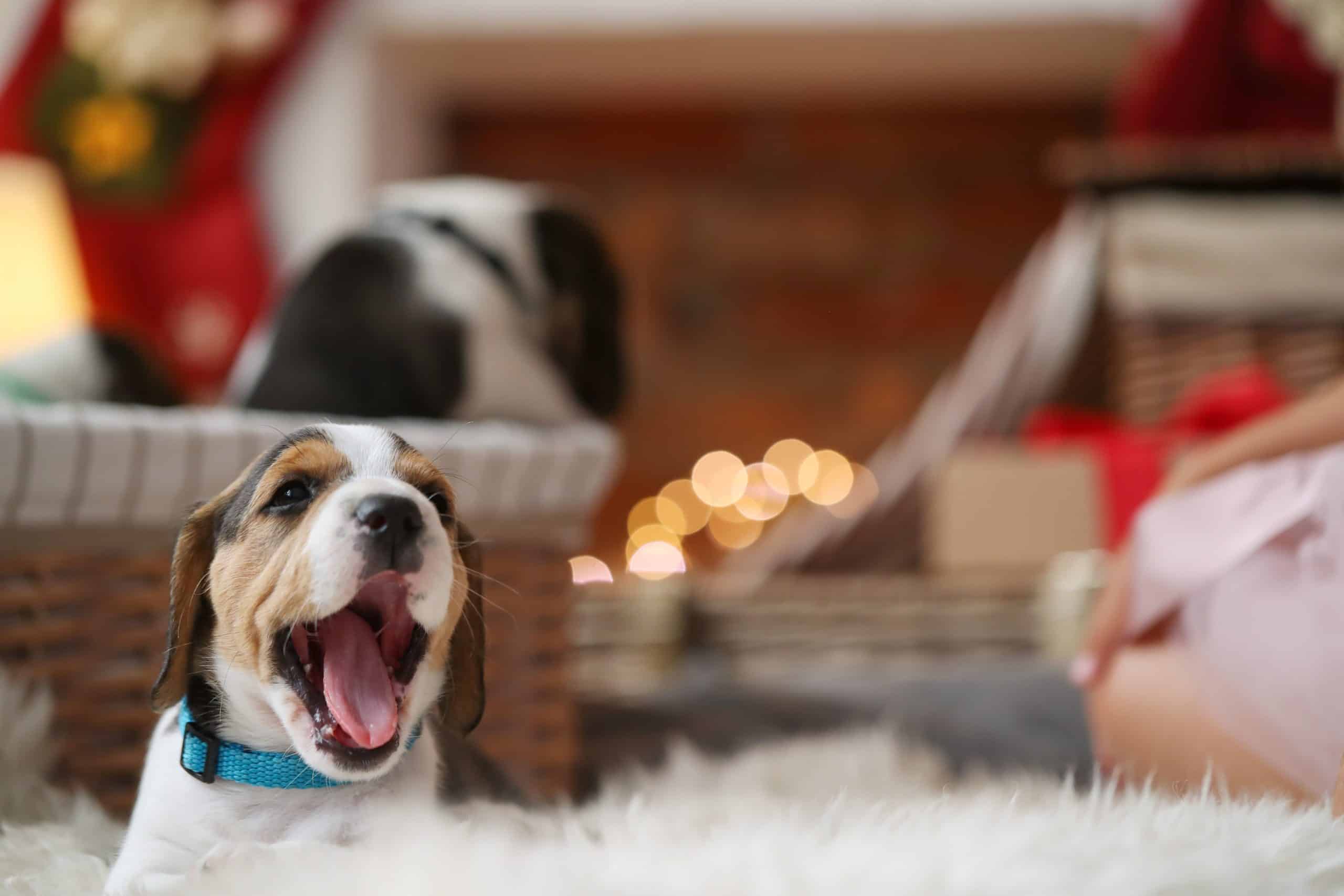 Dog Calm This Holiday Season
