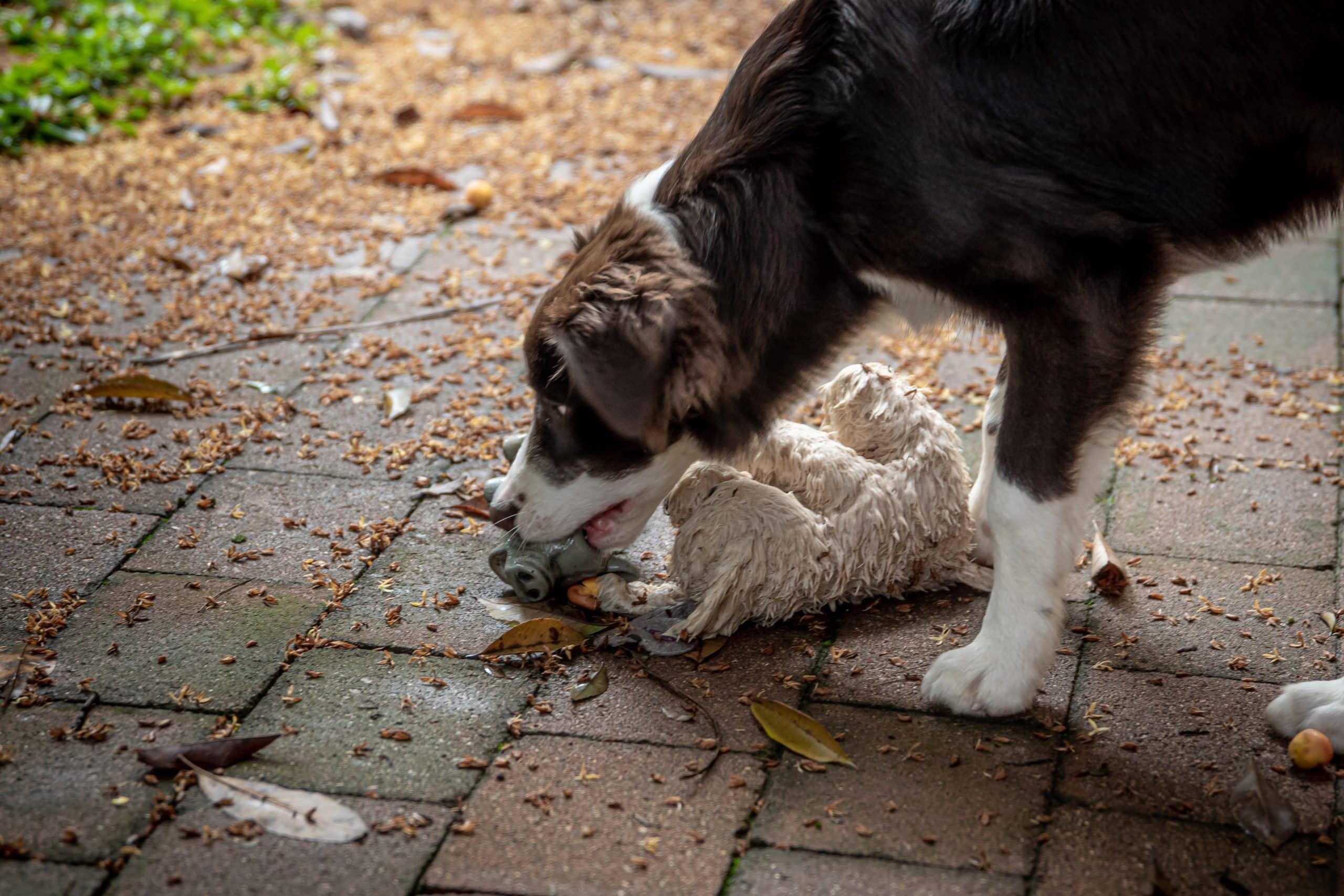 The Best Dog Tug Toys For Epic Play Sessions