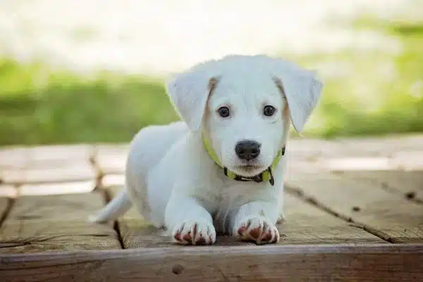 Cute Little Canine Crosses
