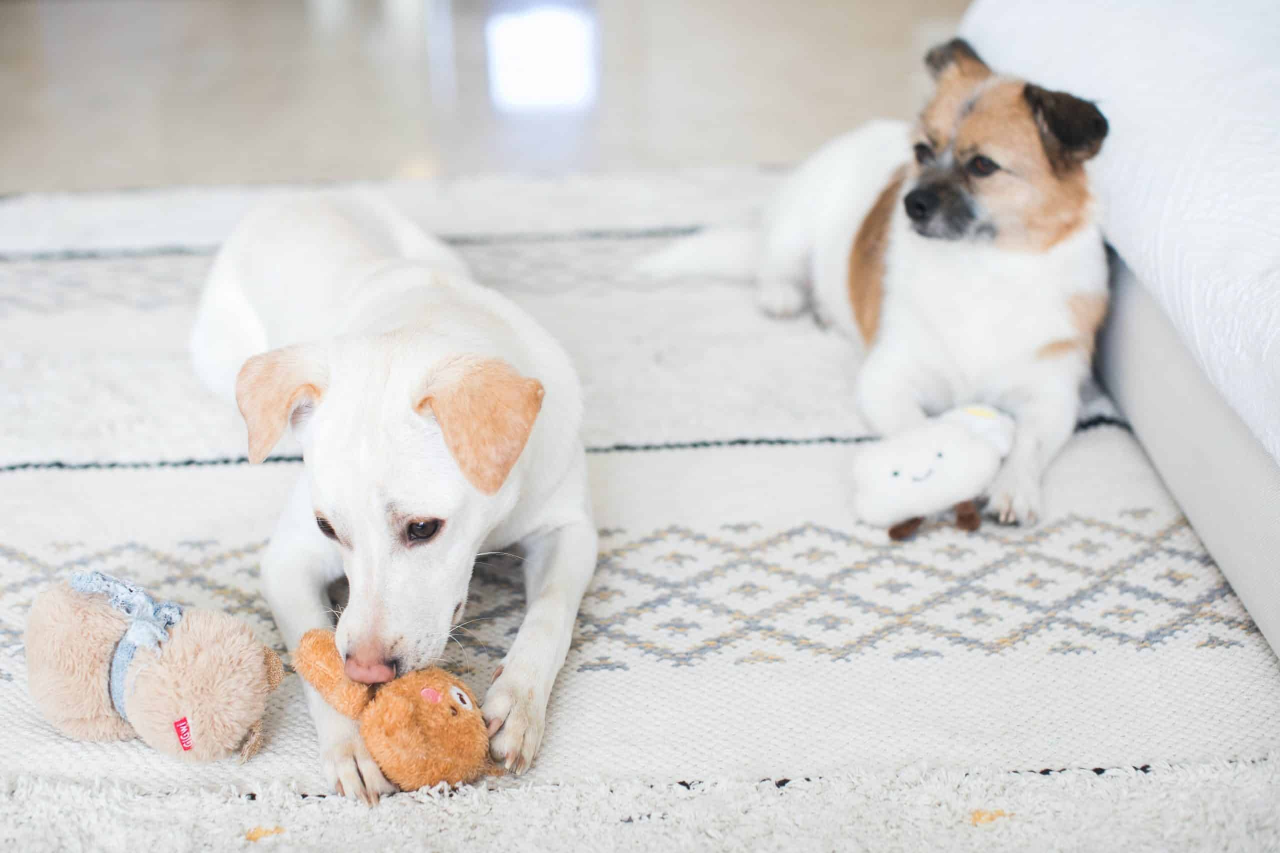 Ultra-Durable Toys for Tough Dogs