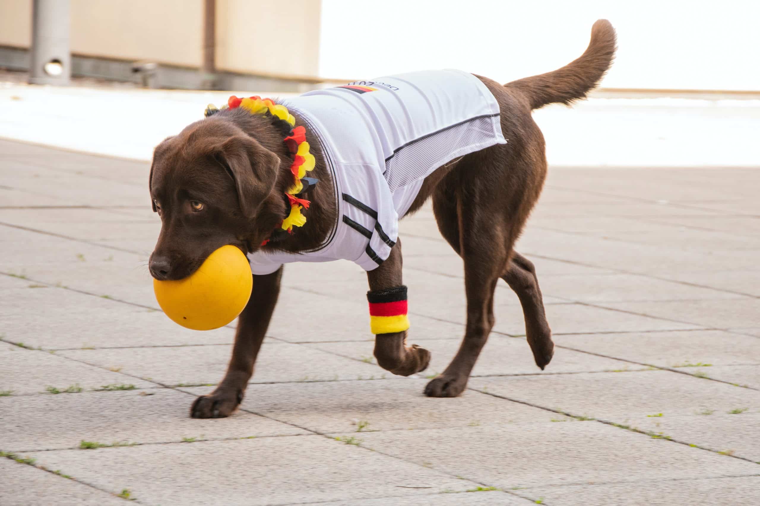 14 Best Dog Fetch Toys And Balls
