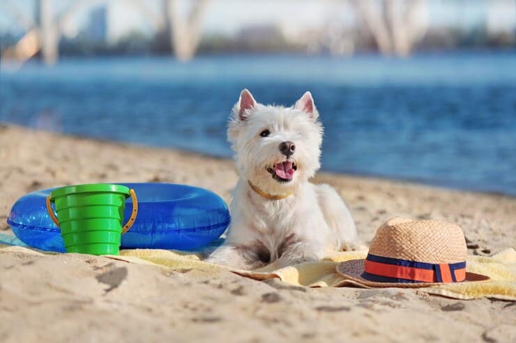 Dog Toys For Swimming Pools And Beaches