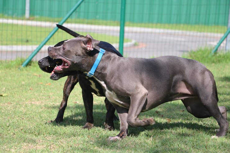 Most Common Signs A Pit Bull Will Attack