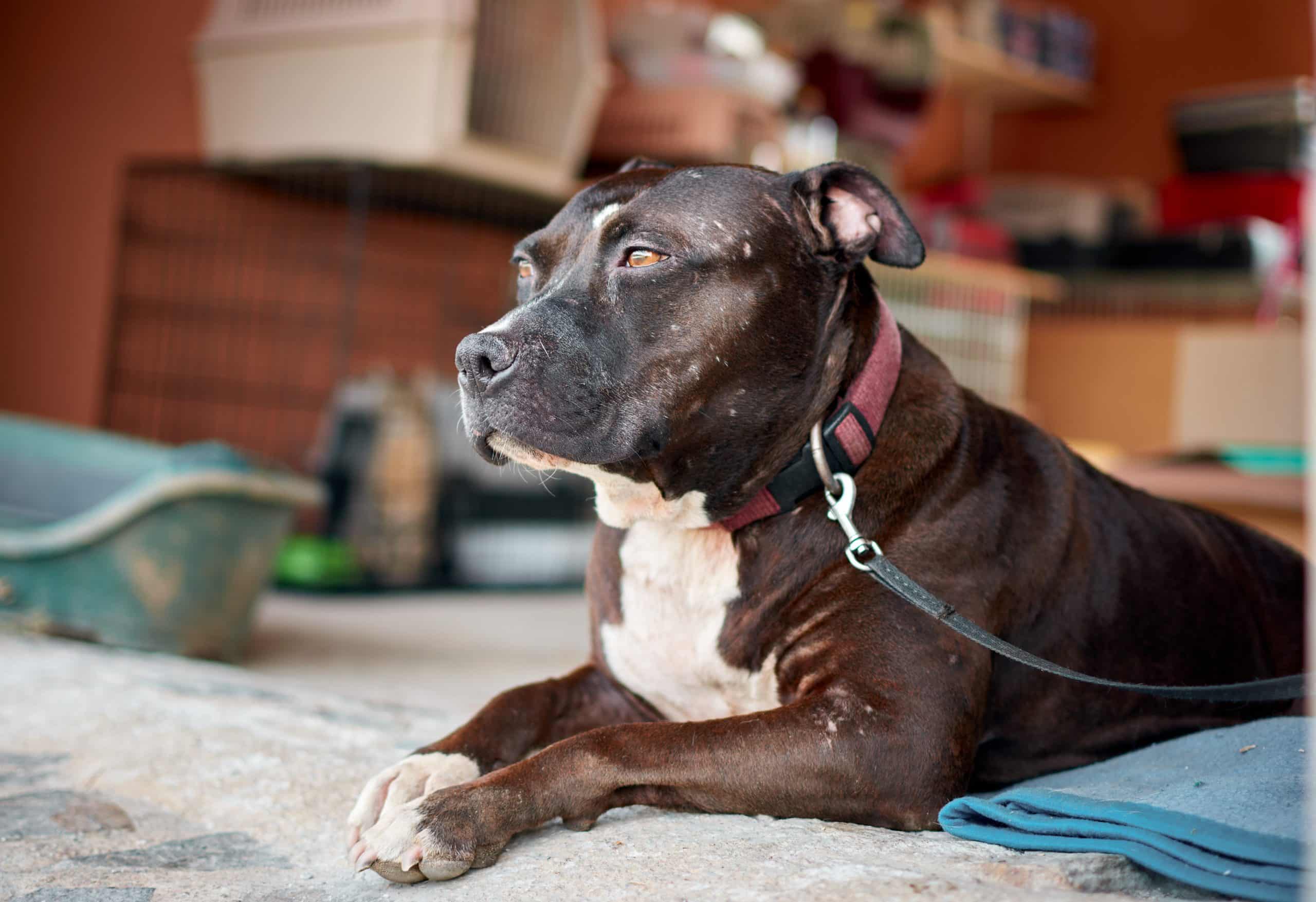 8 Reasons Why Pit Bulls Might Snap Suddenly